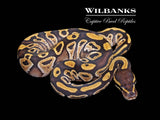 Mojave Ball Python ♀ '26