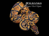 Classic 100% Het. Pied Ball Python ♀ '26