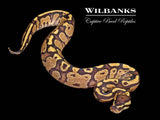 Fire 100% Het. VPI Axanthic Ball Python ♀ '26