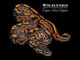 Black Pastel 100% Het. Pied Ball Python ♂ '26