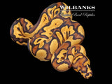 Fire Yellow Belly Clown Ball Python ♂ '26