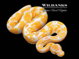 Lavender Albino 100% Het. Pied Ball Python ♂ '26