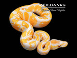 Lavender Albino 100% Het. Pied Ball Python ♂ '26