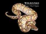 Butter Ball Python ♀ '26