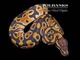 Classic 100% DH Clown Pied Ball Python ♀ '26