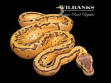 Lemon Blast 100% Het. Pied Ball Python ♂ '26