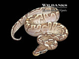 Bamboo Ball Python ♀ '26