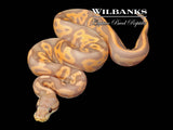 Banana Cinnamon Leopard Ball Python ♂ '26