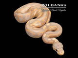Banana Cinnamon Sugar Ball Python ♂ '26