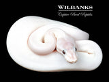 Banana Blue Eyed Leucistic (Super Mojave) Ball Python ♀ '26