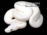 Blue Eyed Leucistic (Mojave Butter) Ball Python ♂ '26