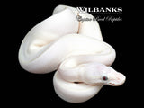 Blue Eyed Leucistic (Mojave Butter) Ball Python ♂ '26