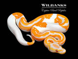 Dreamsicle Yellow Belly Ball Python ♀ '26