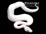 White Wedding Spied Ball Python ♀ '26