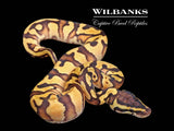 Enchi Pastel Red Stripe Ball Python ♀ '26