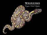 Mojave GHI Enchi 100% Het. Clown Ball Python ♂ '26
