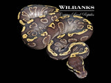 Mojave GHI 100% Het. Clown Ball Python ♂ '26
