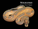 Highway Ball Python ♂ '26