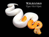 Dreamsicle Lavender Pied Ball Python ♀ '26