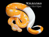 Dreamsicle Lavender Pied Ball Python ♀ '26