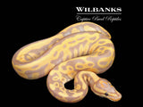 Banana Leopard 100% Het. Clown Ball Python ♂ '26