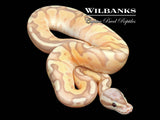 Banana Enchi Pewter Ball Python ♂ '26