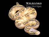 Pastel Highway Ball Python ♂ '26