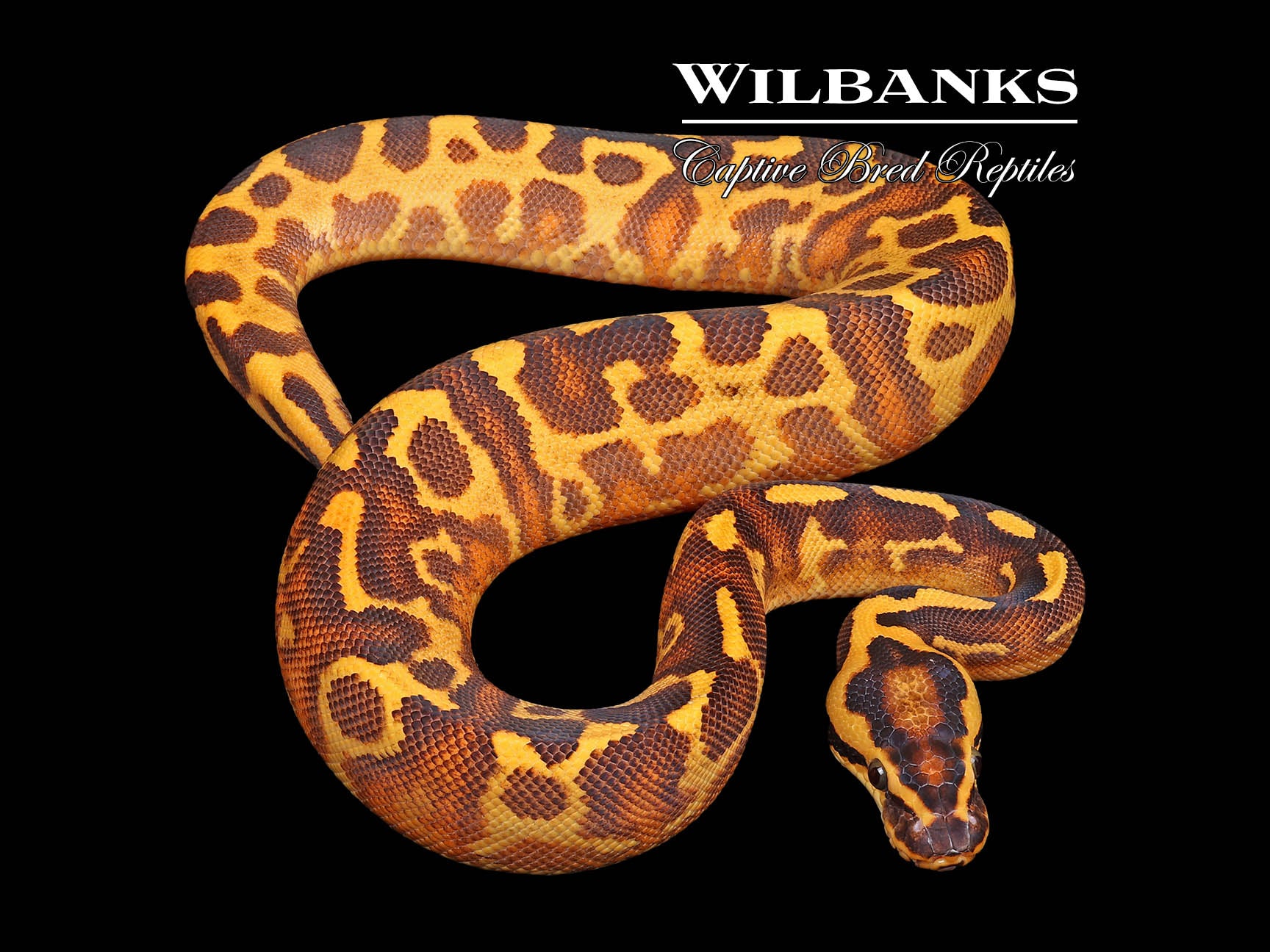 00’s archive coating python leopard vkei Leopard Super Gravel Enchi Ball Python ♀ '26 – Wilbanks Captive