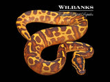 Leopard Super Gravel Enchi Ball Python ♀ '26