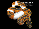 Pied Ball Python ♀ '26