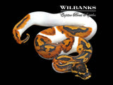Pied Ball Python ♀ '26