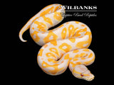 Blackhead Hidden Gene Woma Lavender Albino Ball Python ♀ '26