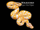 Lavender Albino Leopard Ball Python ♂ '26