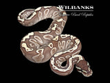 Lesser GHI 100% Het. Axanthic (VPI) Ball Python ♂ '26