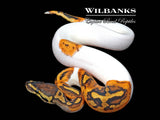 Pied 100% Het. Clown Ball Python ♂ '26