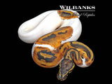 Pied Ball Python ♂ '26