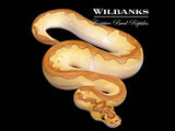 Butter Enchi Clown Ball Python ♀ '26