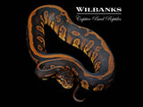 Stranger Leopard 100% Het. Orange Crush Ball Python ♀ '26