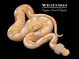 Banana Cinnamon Yellow Belly Ball Python ♂ '26