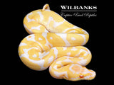 Albino Leopard 100% Het. Clown Ball Python ♂ '26