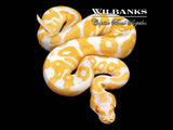 Albino Leopard Ball Python ♂ '26