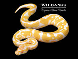 Albino Leopard Ball Python ♀ '26