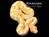 Albino Leopard Ball Python ♀ '26