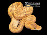 Enchi Champ Crusher Ball Python ♀ '26