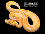 Banana Super Enchi Freeway Ball Python ♀ '26