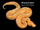 Banana Mahogany GHI Clown Ball Python ♀ '26