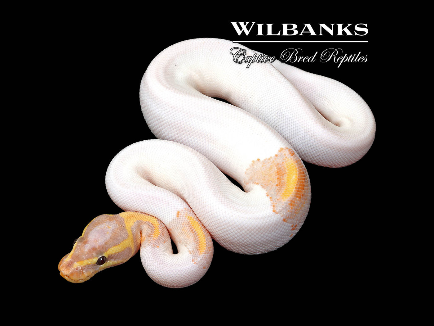 Banana Pied Yellow Belly Ball Python ♂ '25