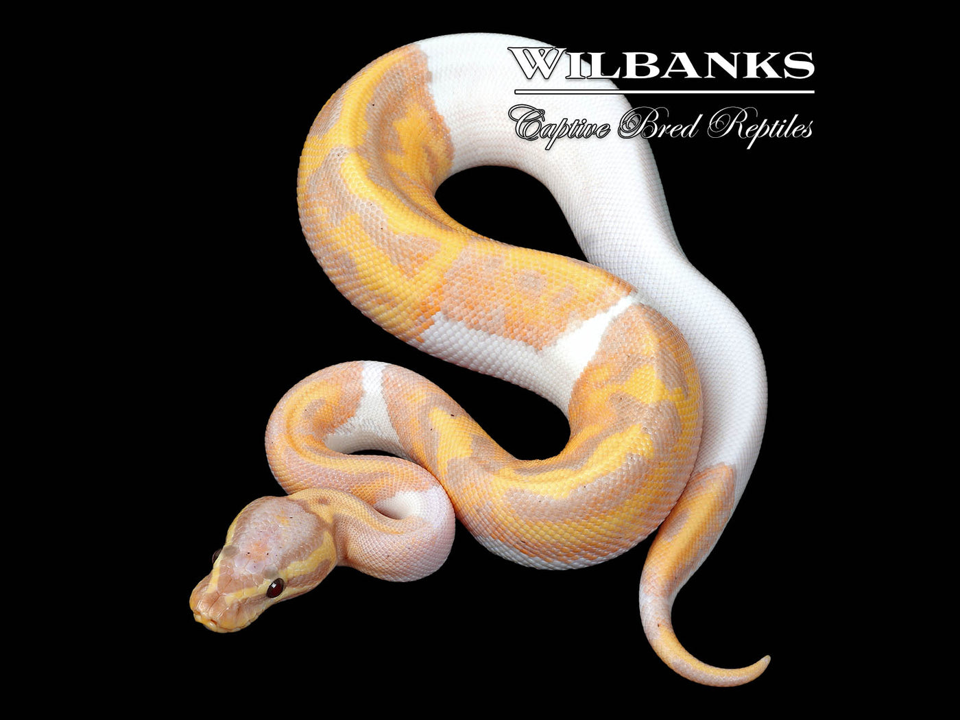 Banana Pied Ball Python ♂ '25