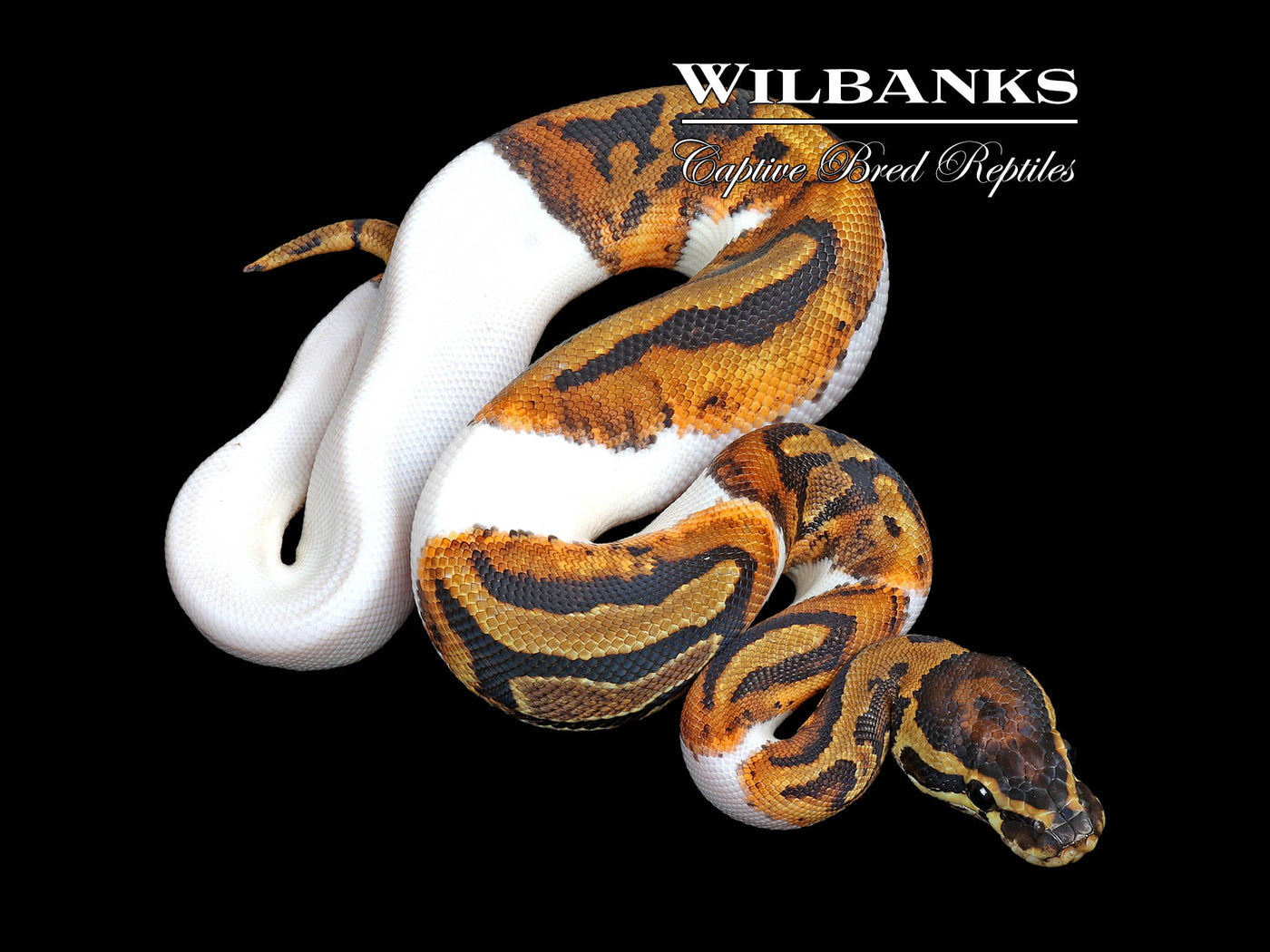 Pied Ball Python ♂ '25