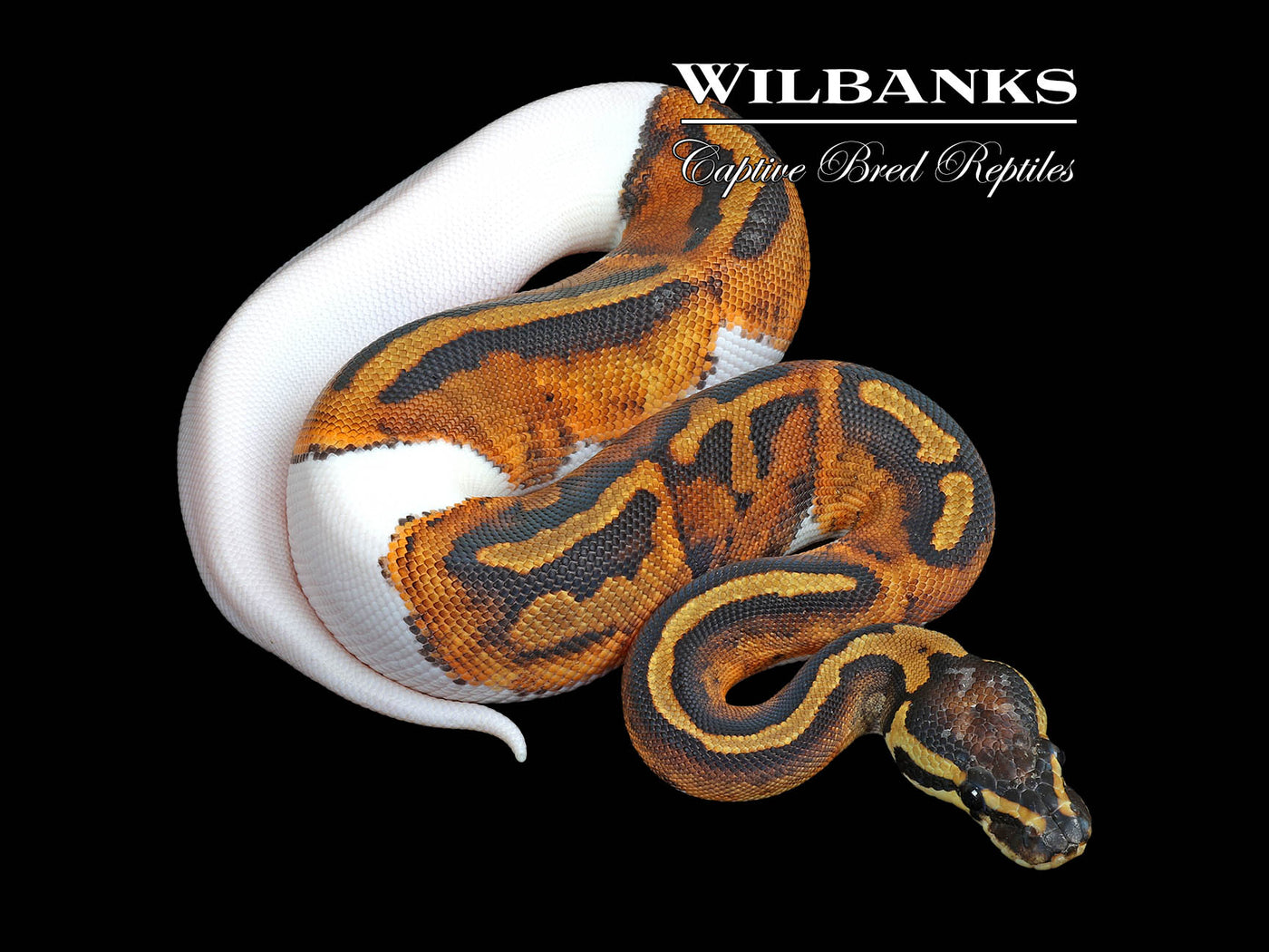 Pied Ball Python ♀ '25